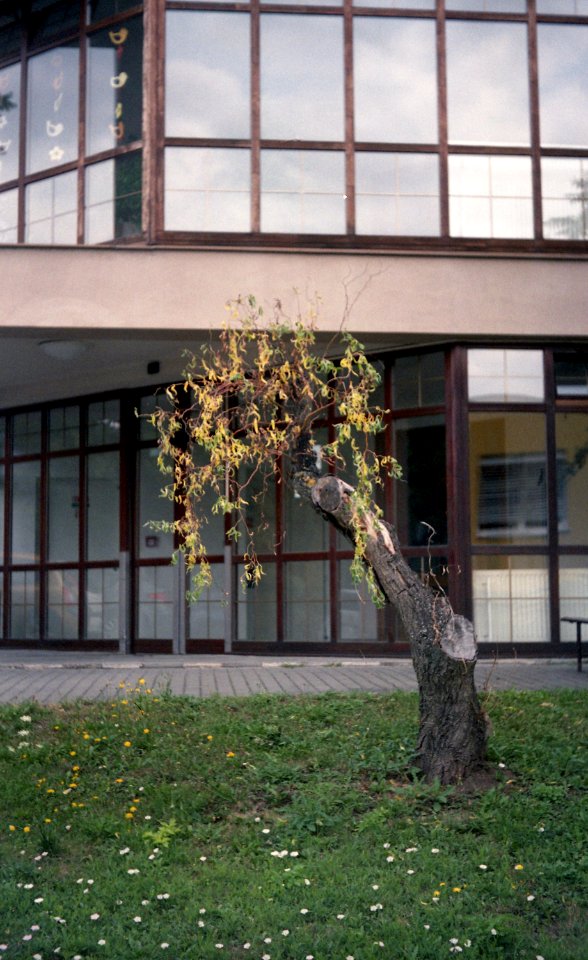Zenit 12SD + Industar-50-2 - Poor Tree in Psychiatric Hospital