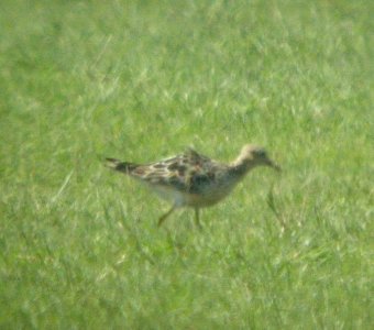DSCN2997 c Buff-breasted Sandpiper (Molting Adult) Momence Sod Farm IL 8-12-10