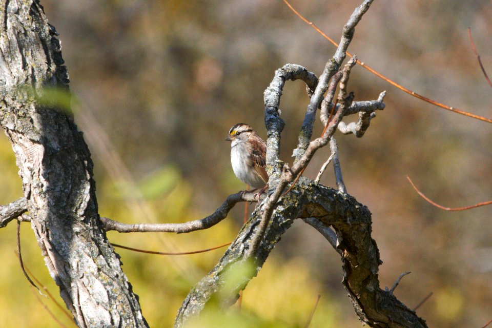 IMG 3168c White-throated Sparrow Perry Farm Park Kankakee IL 11-8-2018
