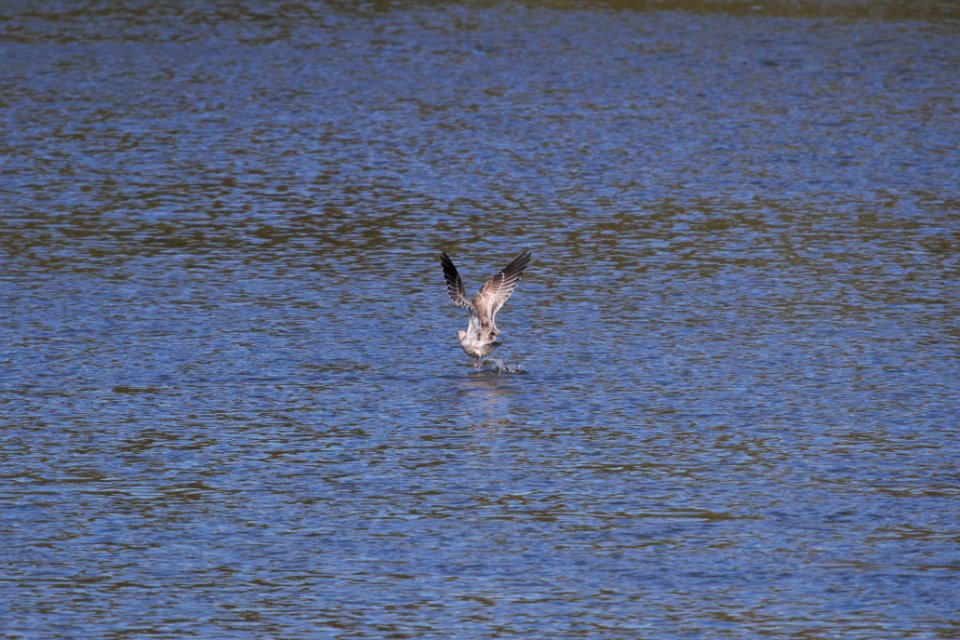 IMG 2811c Herring Gull Dam Kankakee IL 10-22-2018