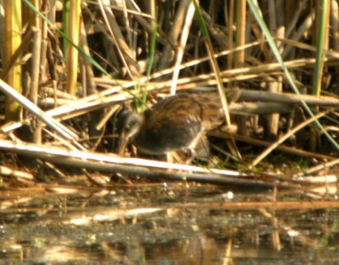 DSCN2859 c Virginia Rail (Juv) TNC Kankakee Sands IN 8-6-10