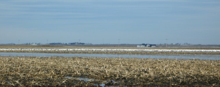 DSCN2765 c Snow Goose Iroquois Co IL 3-15-2014