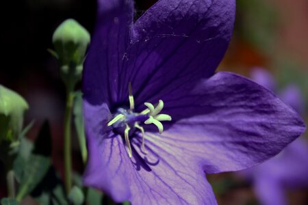 Bloom purple sun photo