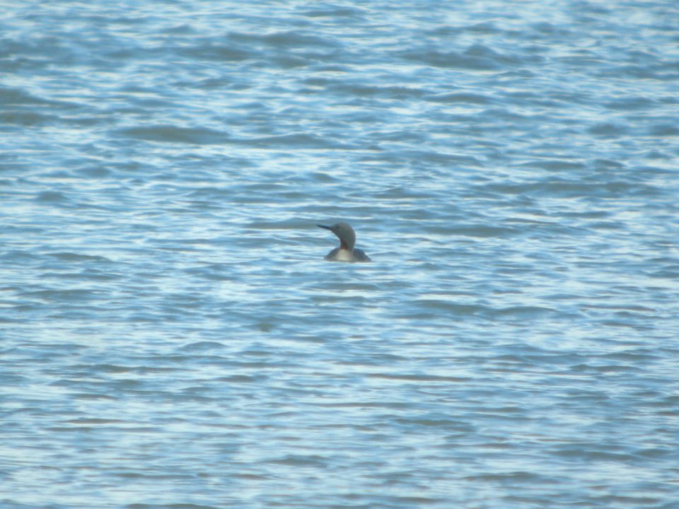 DSCN0531c Red-throated Loon Tony Knowles Coastal Trail +Westchester Lagoon Anchorage AK 8-17-2018