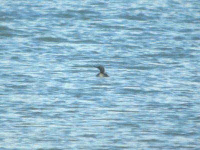 DSCN0531c Red-throated Loon Tony Knowles Coastal Trail +Westchester Lagoon Anchorage AK 8-17-2018 photo