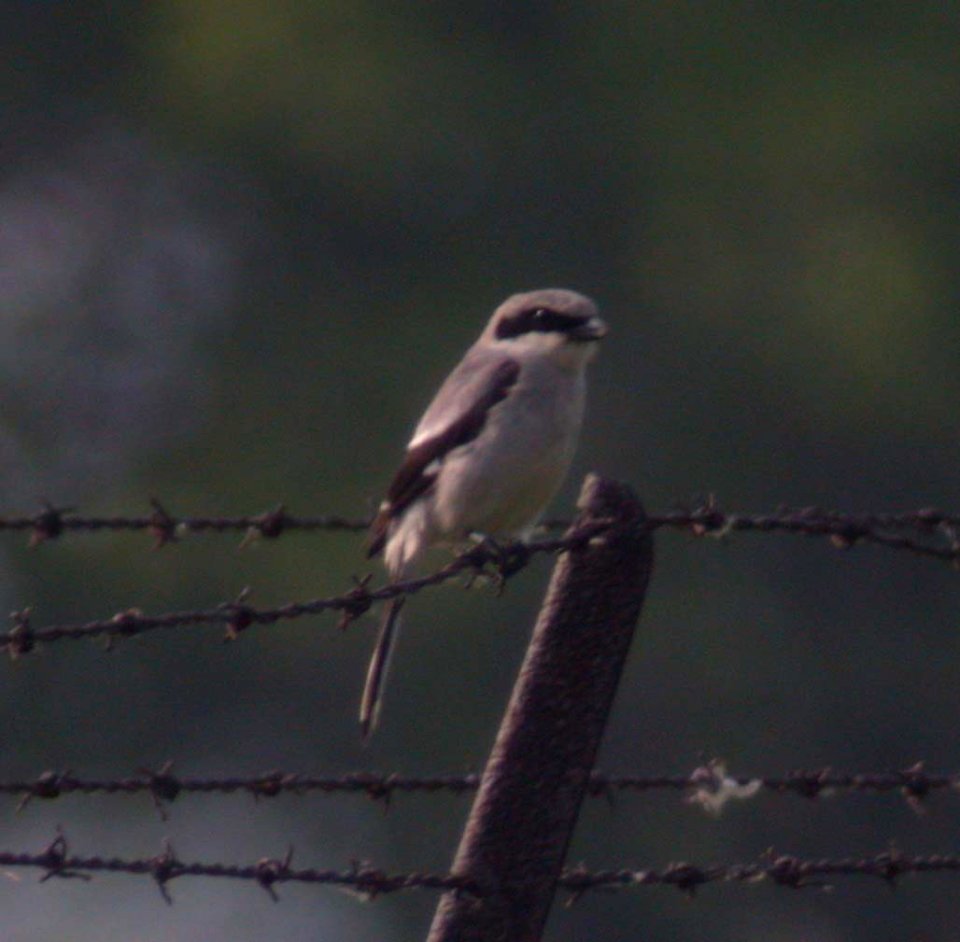 DSCN0445 cs Logger-head Shrike Midewin Elwood IL 6-4-05