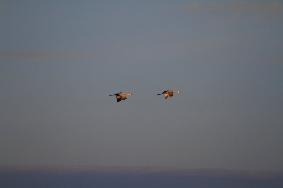 IMG 2135c Sandhill Crane Willow Slough FWA IN 9-28-2018