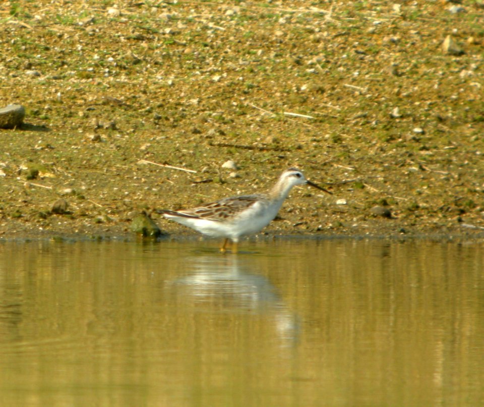 DSCN3969 c Wilson's Phalarope  Bourbonnais IL 8-20-2014