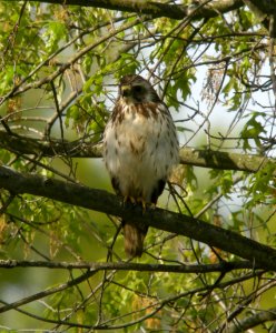 DSCN3254 c Red-shouldered Hawk Willow Slough FWA IN 5-19-2014