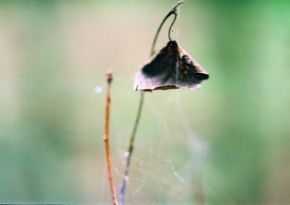 Exa + Tessar 2,8/50 - Transience Cycle