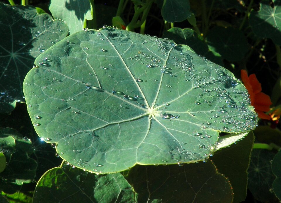 Dewdrop nature shadow play