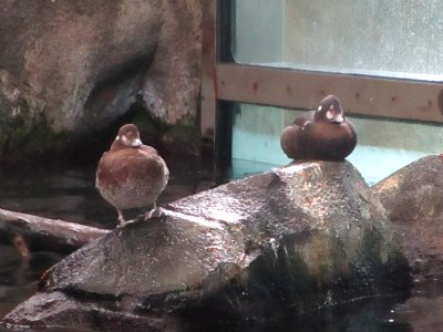 IMG 0269c Harlequin Duck Museum Seward-AK 8-19-2018