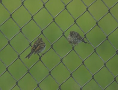 DSCN3510 c Chipping Sparrow Braidwood IL 7-17-2014