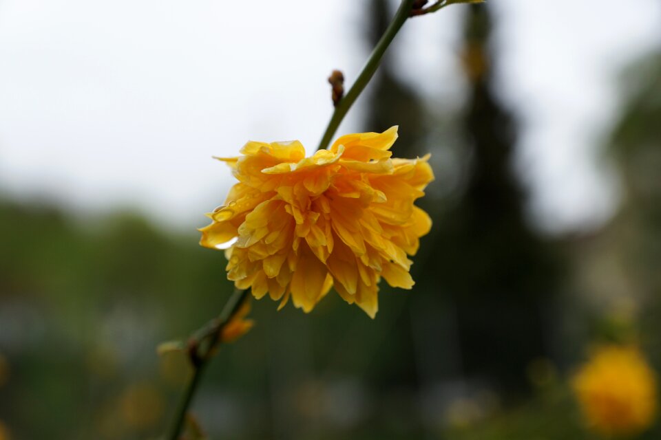 Bloom plant nature