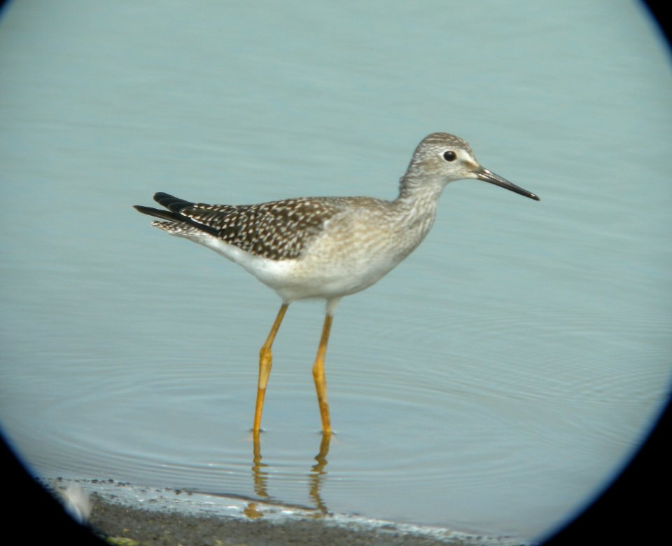 DSCN3853 c Lesser Yellowlegs  Bourbonnais IL 8-8-2014