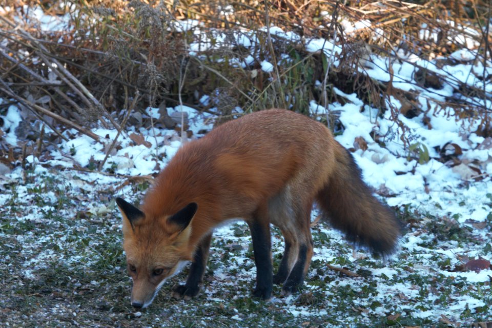 IMG 3226 Red Fox Hse Kankakee IL 11-13-2018