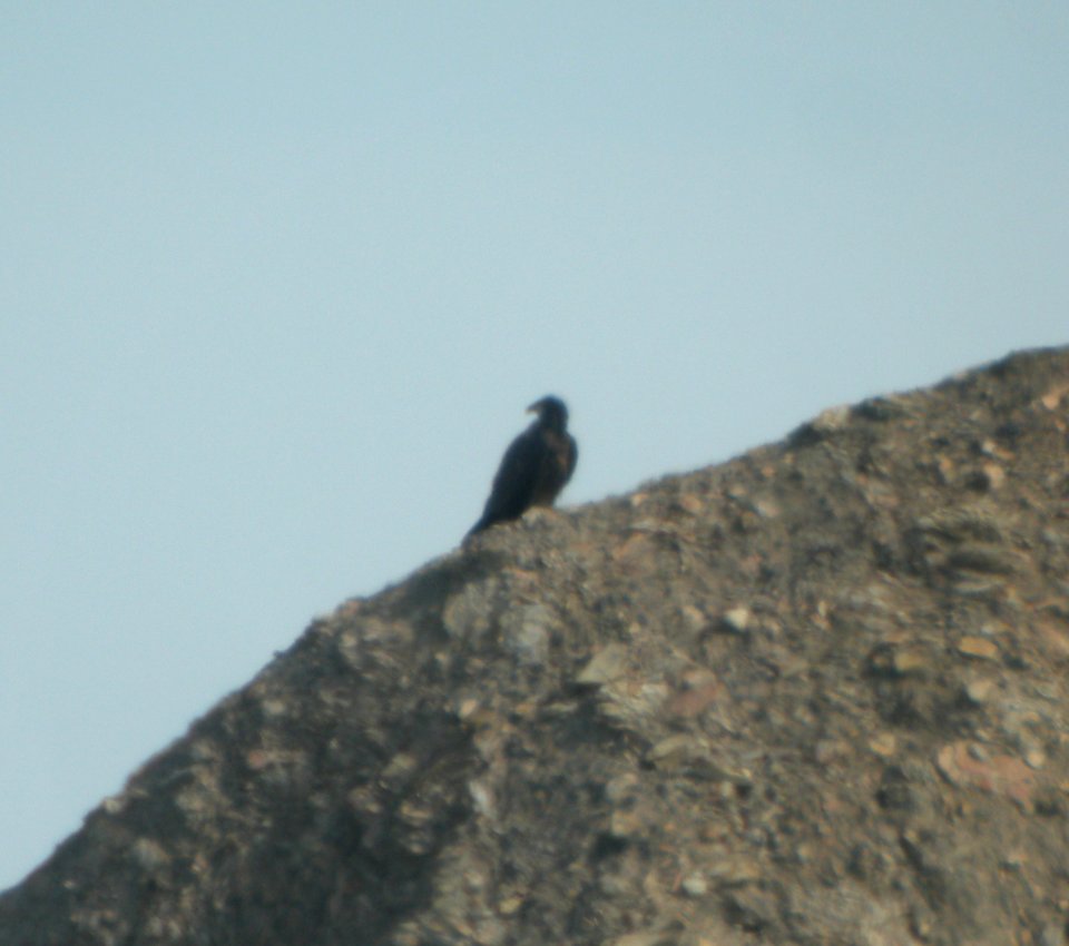 DSCN3517 c Bald Eagle  Braidwood IL 7-17-2014