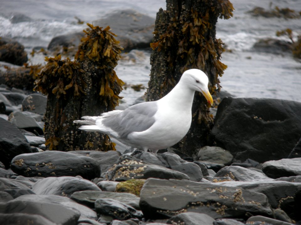 DSCN0560c Glaucous-winged Gull Seward AK 8-18-2018