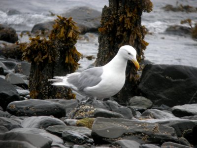 DSCN0560c Glaucous-winged Gull Seward AK 8-18-2018