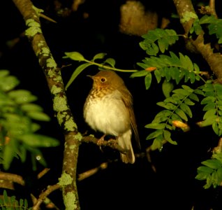 DSCN4350 c Swainson's Thrush  Kankakee IL 9-16-2014