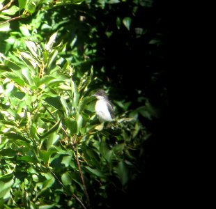 IMG 1535 c Eastern Kingbird  Kankakee IL 7-23-2014 (Photo thru bins)