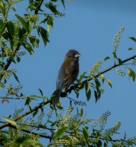 DSCN3261 c Blue Grosbeak Willow Slough FWA IN 5-19-2014