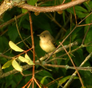 DSCN3748 c Willow Flycatcher LaSalle FWA IN 7-31-2014