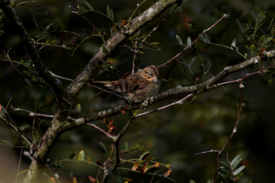 IMG 2042c Lincoln's Sparrow Heiland FP Kankakee Co IL 9-27-2018