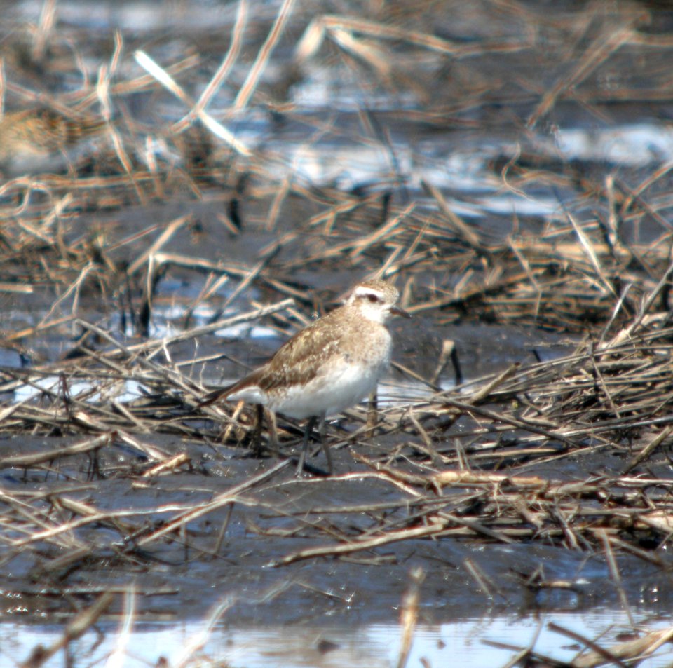 DSCN7573 c American Golden-Plover  Kankakee Co IL 4-21-13