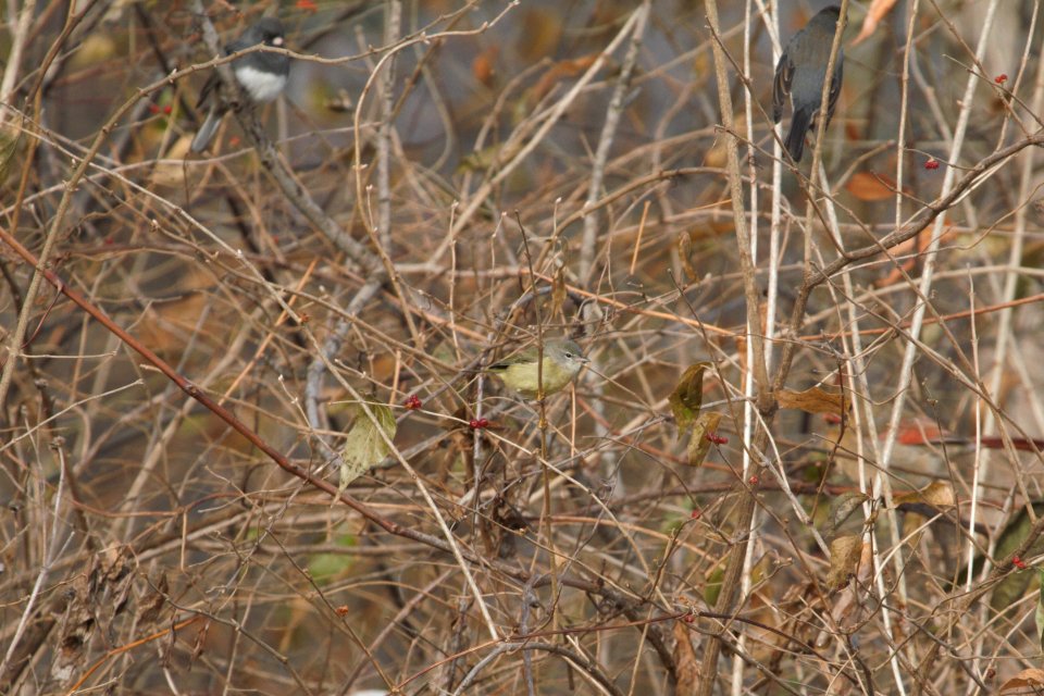 IMG 3406c Orange-crowned Warbler Gar Creek Kankakee IL 11-30-2018