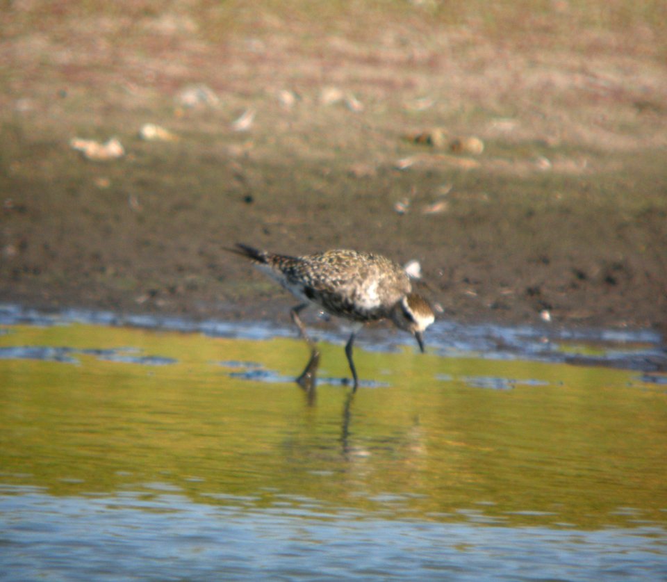 DSCN3272 c American Golden-Plover  Kankakee Co IL 8-25-10