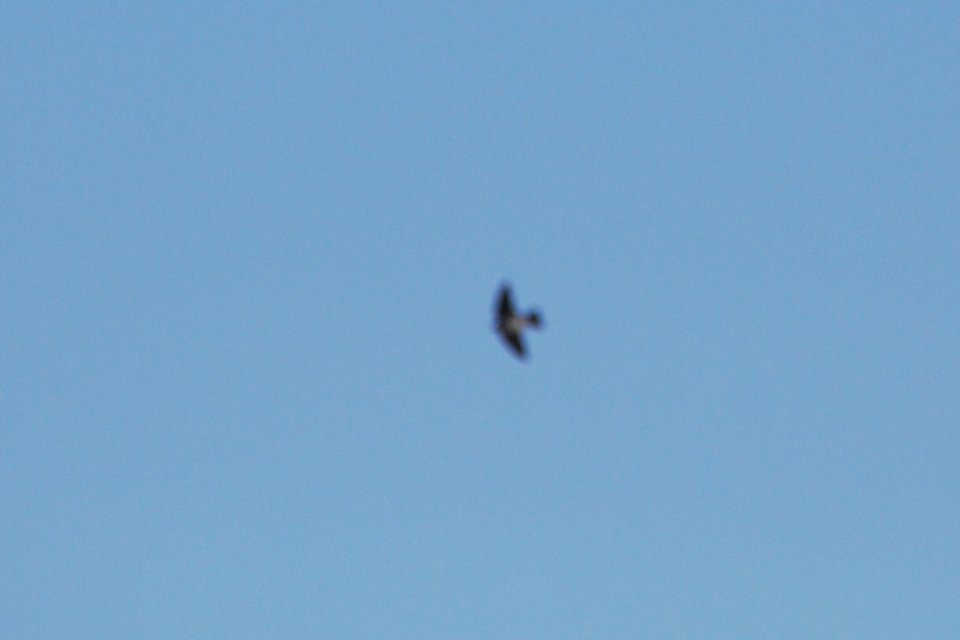 IMG 3080c Northern Rough-winged Swallow Metro-sewer Kankakee IL 10-29-2018