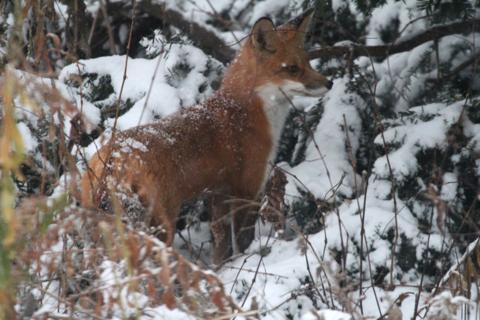 IMG 3281c Red Fox Hse Kankakee IL 11-15-2018