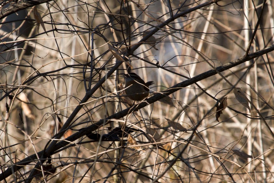 IMG 3655c Carolina Wren Perry Farm Kankakee Co IL 12-16-2018