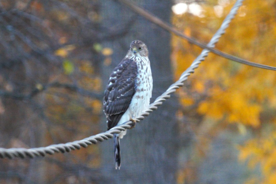 IMG 3115c Cooper's Hawk Hse Kankakee IL 11-7-2018