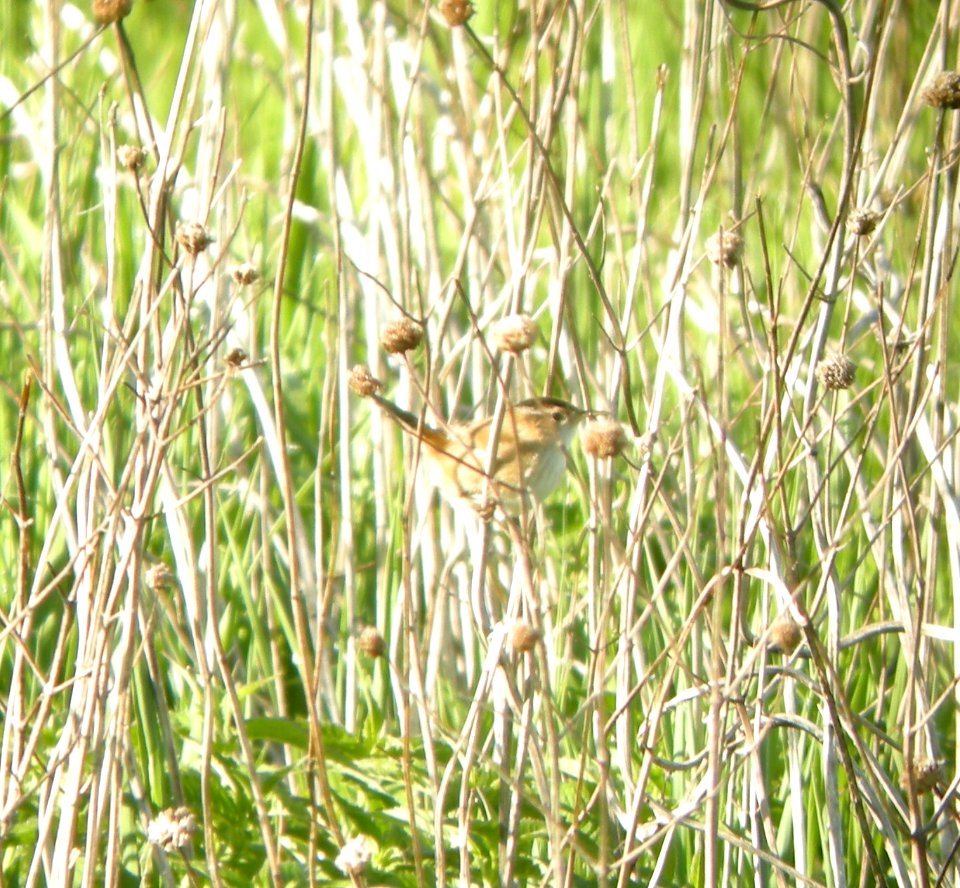 DSCN3310 c Sedge Wren Kankakee Co IL 5-24-2014 (Photo thru bins)