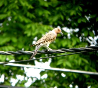 DSCN3330 c Northern Flicker  Kankakee IL 5-26-2014 (Photo thru bins)