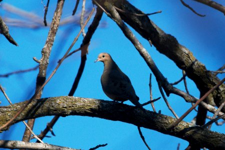 IMG 3718c Mourning Dove Gar Creek Kankakee IL 1-4-2019