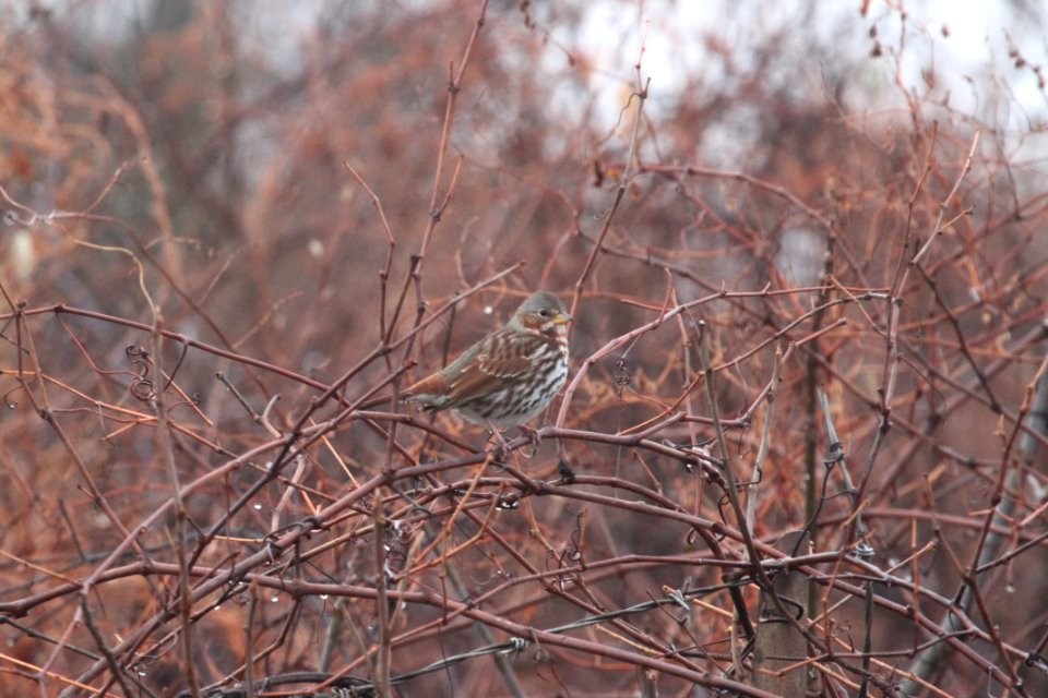 IMG 3609c Fox Sparrow Braidwood Lake IL 12-14-2018