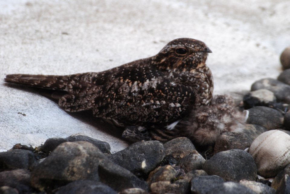 Common Nighthawk w/chick at nest The Daily Journal Bldg  Kankakee IL 6-25-2014 (Photo by Bob Themer from the Daily Journal)