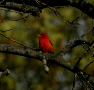 DSCN3258 c Summer Tanager  Willow Slough FWA IN 5-19-2014
