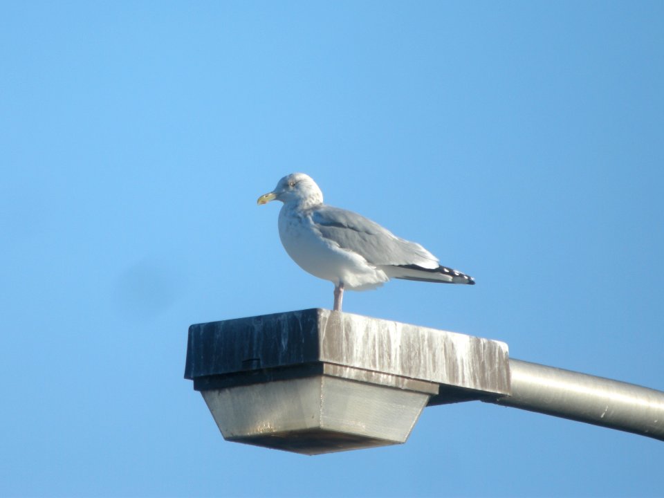 DSCN0095c Herring Gull Dam Kankakee IL 12-17-2018