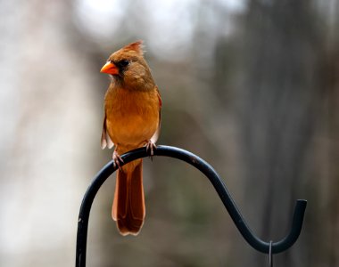 Day 104 - Female Cardinal photo