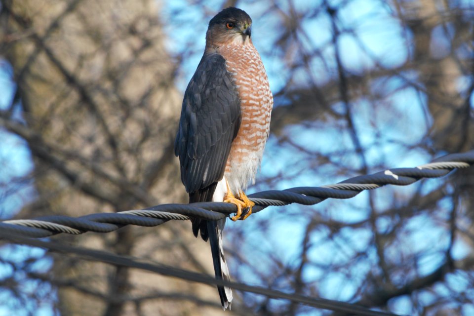 IMG 3532c Cooper's Hawk Hse Kankakee IL 12-12-2018