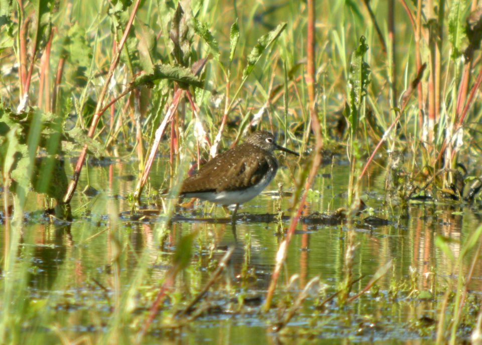 DSCN3387 c Solitary Sandpiper Aroma Park IL 5-31-2014