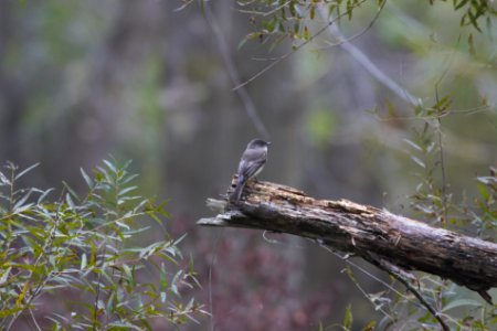 IMG 2263c Eastern Phoebe Willowhaven Kankakee Co IL 10-1-2018