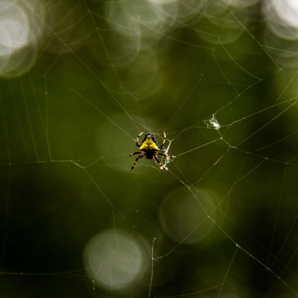 Arrowhead Spider (Verrucosa Arenata)