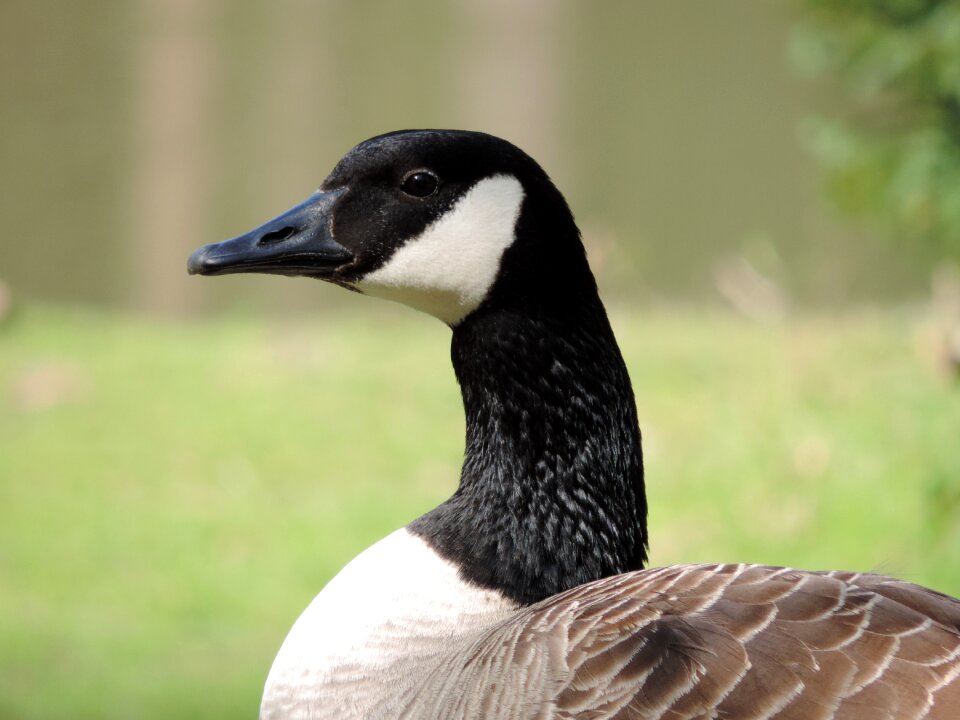 Animal water waterfowl photo