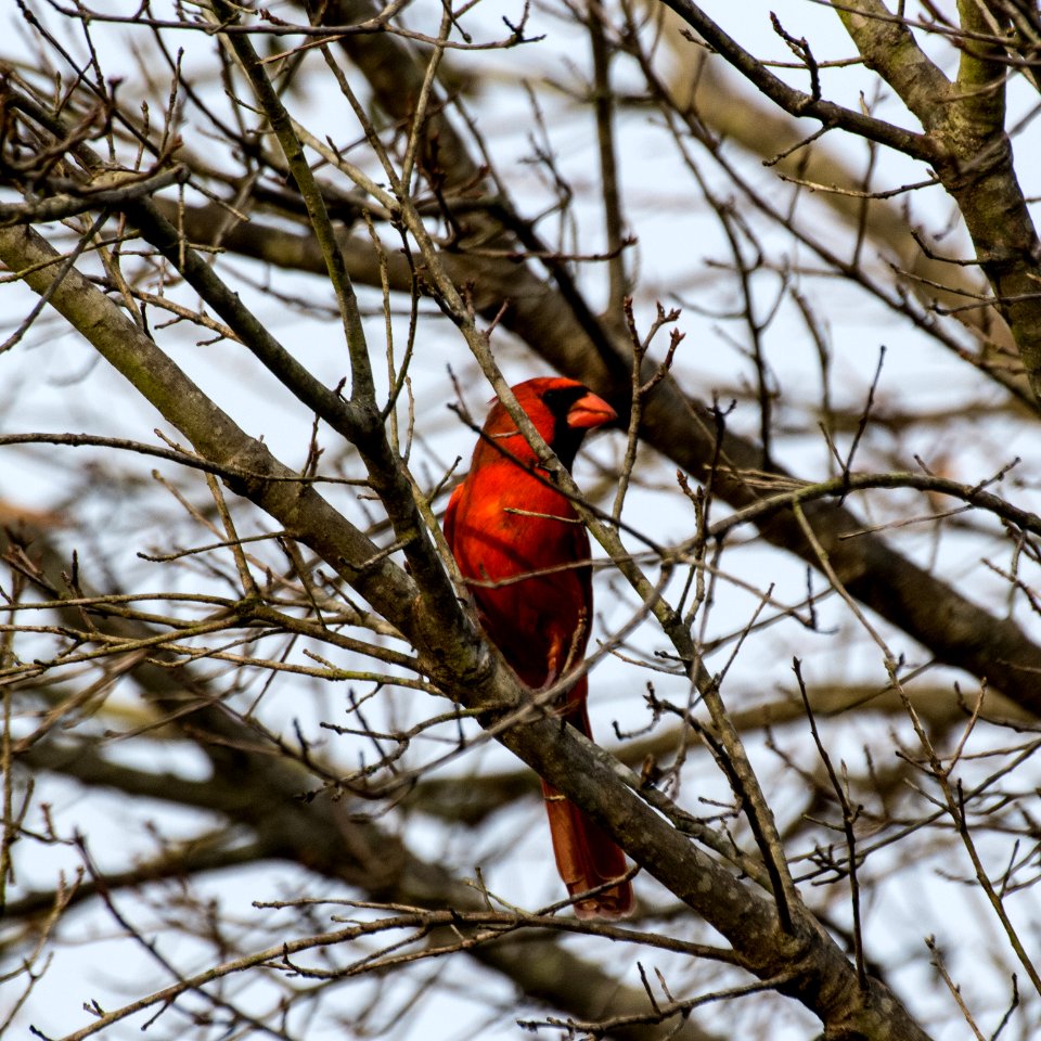 Distinguished Mr. Cardinal