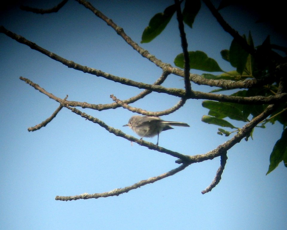 IMG 1564 c Blue-gray Gnatcatcher LaSalle FWA IN 7-31-2014 (Photo thru bins)